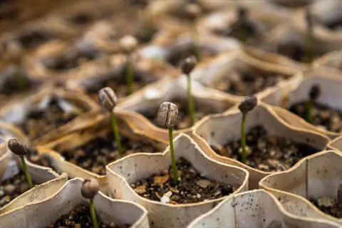 biodegradable seed starting tray cells with coffee beans sprouting. each compartment holds soil and a germinating seed showing green stems emerging from cracked seed casings