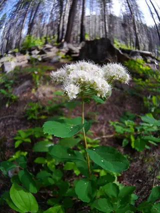 birchleaf spirea shrub showcasing white flower clusters and toothed green leaves in a forested area