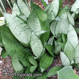bird's nest snake plant (sansevieria hahnii) with silvery-green patterned leaves in a rosette formation