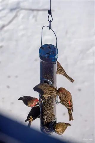 birds on a hummingbird feeder perch in snowy landscape