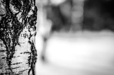 black and white close-up of black birch dark bark texture with blurred natural background