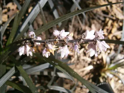 black dragon mondo grass flowering stem with pale purple blooms emerging from dark foliage