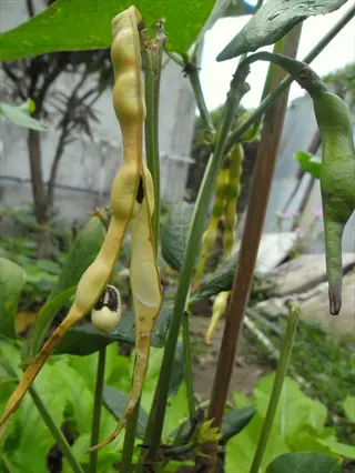 black-eyed pea plants with mature pods splitting open to reveal seeds in a garden setting with green foliage
