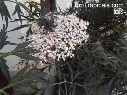 black lace elderberry plant with dark, lacy foliage and clusters of small white flowers