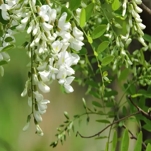 black locust white flowers hanging in lush green foliage
