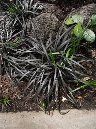 black mondo grass plant with dark foliage and emerging green shoots growing near rocks in a garden bed