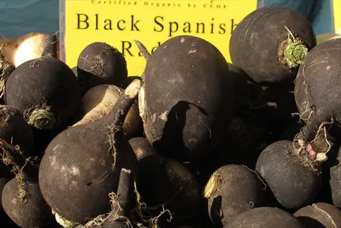 black spanish radishes harvested in pile with market sign displaying variety name