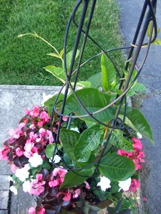 black trellis supporting vibrant pink mandevilla flowers with mixed blooms in a garden planter