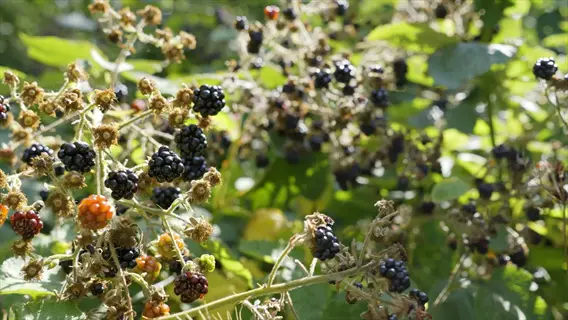 blackberry harvest time with ripe black drupelets, unripe red/orange berries, dried flower remnants, and green serrated leaves in bright sunlight