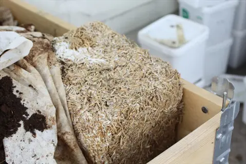 block of spent mushroom substrate in a wooden container, with white buckets and soil-covered tarp visible at a mushroom cultivation site