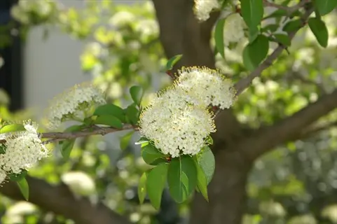 blooming blackhaw viburnum tree branches with clusters of white flowers and green leaves