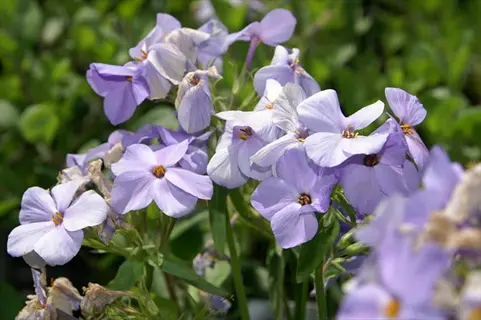 blooming blue ridge phlox stolonifera (phlox stolonifera) with purple flowers in a natural setting