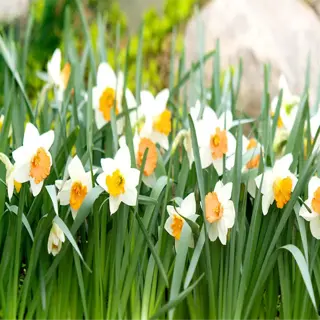 blooming daffodils (narcissus) in a garden, showcasing successful fall planting of daffodil bulbs