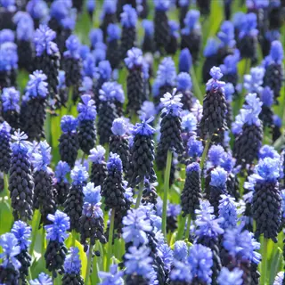blue and dark purple muscari latifolium bicolor flowers blooming in a garden