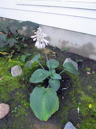 blue angel hosta plant with large ribbed blue-green leaves and purple flower spike in a mossy garden