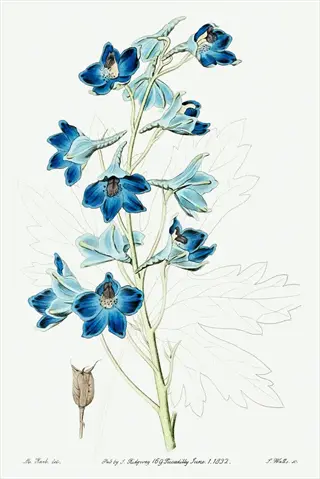 blue delphinium border with botanical details, published 1882