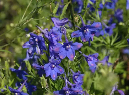 blue grandiflorum delphinium flowers with pink spots blooming in natural sunlight