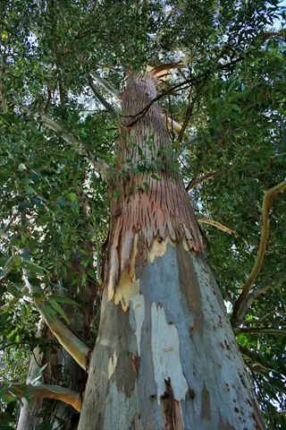 blue gum eucalyptus trunk with peeling bark beneath a dense green canopy