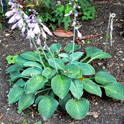 blue hosta garden featuring large textured leaves and purple flower stalks growing in soil