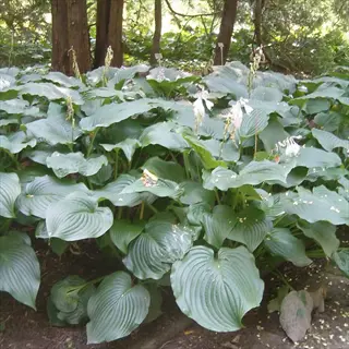blue mammoth hosta plants with large green leaves and white flowers in a shaded garden