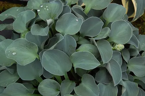 blue mouse ears hosta with blue-green rounded leaves and water droplets