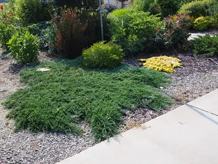 blue rug juniper groundcover spreading across a garden with decorative shrubs and a concrete path