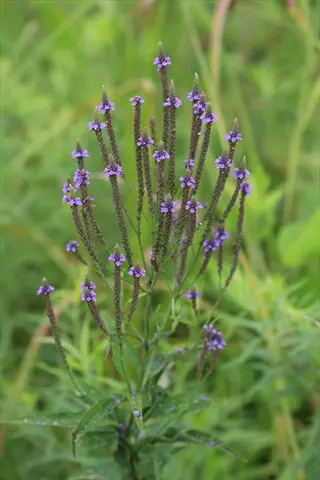 blue violet verbena creeping plant with purple flower spikes in a green meadow