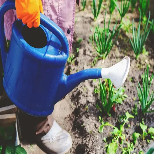blue watering can with white rose head watering garden soil in a garden