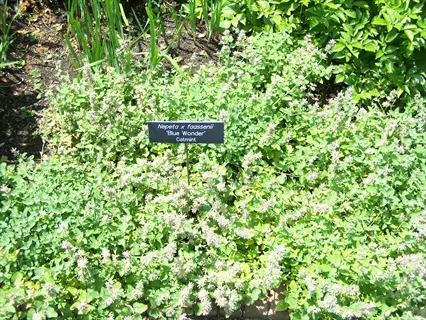 blue wonder catmint (nepeta x faassenii) flowering plant with visible garden label