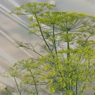 bolted dill plant with seed heads for culinary and medicinal use