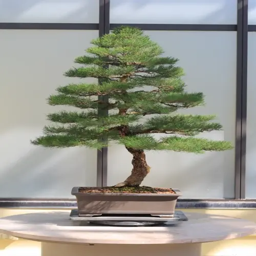 bonsai tree display featuring sculpted pine in ceramic pot on marble stand against architectural backdrop