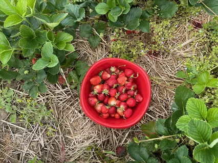 borage strawberry patch: red bowl filled with ripe strawberries, surrounded by companion borage plants with blue flowers among strawberry foliage in a straw-mulched garden