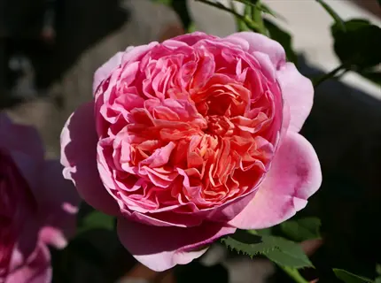 boscobel david austin english rose: vibrant pink rosette bloom with abundant petals