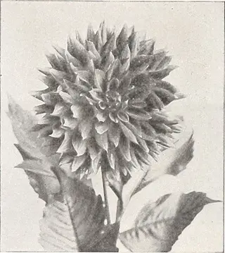 botanical illustration featuring quill chrysanthemum petals with tubular, pointed tips in dense spherical formation