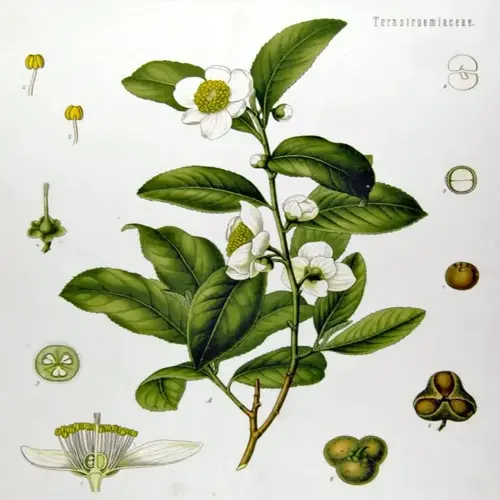 botanical illustration of camellia sinensis tea leaves with flowers, buds, cross-sections, and fruits; labeled 'ternstroemaceae'