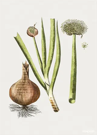 botanical illustration of welsh onion plants showing bulb, green hollow leaves, and spherical flower head - rawpixel