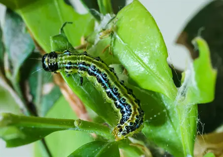 box tree caterpillar (larval stage of box tree moth) on boxwood leaf with distinctive black, yellow, and white stripes