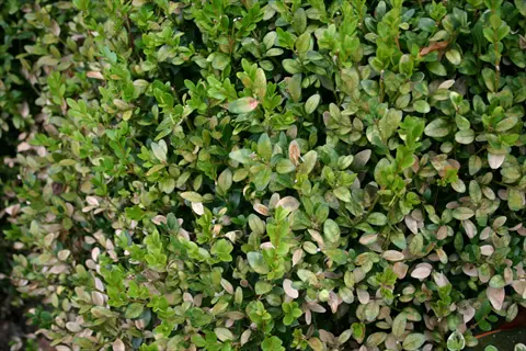 boxwood plant with boxwood spider mite damage showing stippled and discolored leaves among green foliage