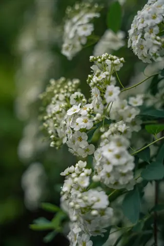 bridalwreath spirea blooming with dense clusters of white flowers