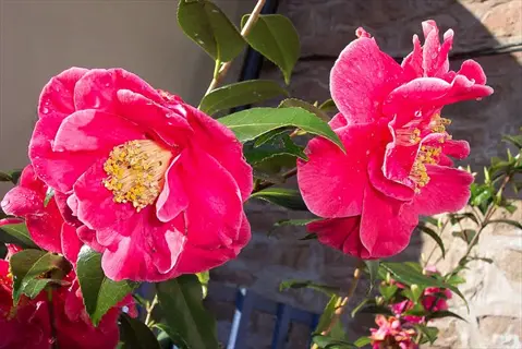 bright pink camellia 'adolphe audusson' flowers with dewy green leaves against a stone wall background