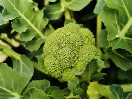 broccoli plant head surrounded by mature leaves in typical growth position, showcasing broccoli leaf position relative to the central floret cluster