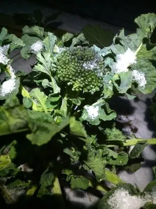 broccoli plant with developing side shoots and main head covered in snow at night, showcasing cold-weather growth