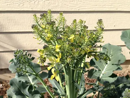 broccoli plants in flowering stage with yellow blooms and developing buds against a wooden wall in a garden