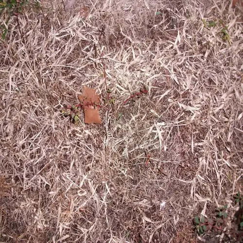 brown lawn patches close-up with dried grass blades, a decayed leaf, and sparse green vegetation
