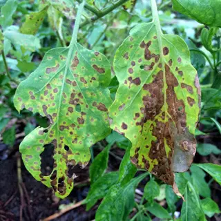 brown leaf spots: severely affected plant leaves showing extensive necrotic spotting, holes, and decay amidst green foliage in a garden environment