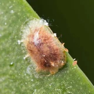 brown soft scale insect: close-up of a single, oval-shaped scale insect with a waxy brown body and visible details on a green leaf