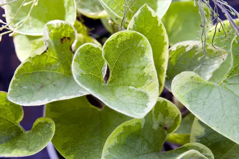brunnera heart shaped leaves: variegated green foliage with creamy white margins clustered in a pot, soft background blur