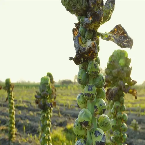 brussels sprouts plants growing in an open garden field during daylight, showing mature sprouts on stems with some withered leaves