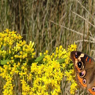 buckeye butterfly on yellow goldenrod flowers - goldenrod pollinators