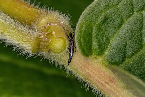 buckwheat thrips on a hairy green buckwheat plant stem with visible leaf veins